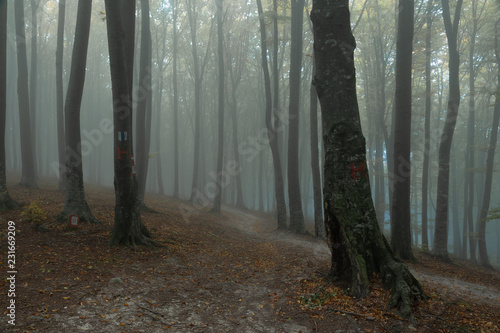 Dark spooky trail in foggy forest during rainy moody day