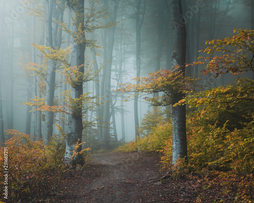 Fairy tale trail in mistic foggy forest. Light entering the woods