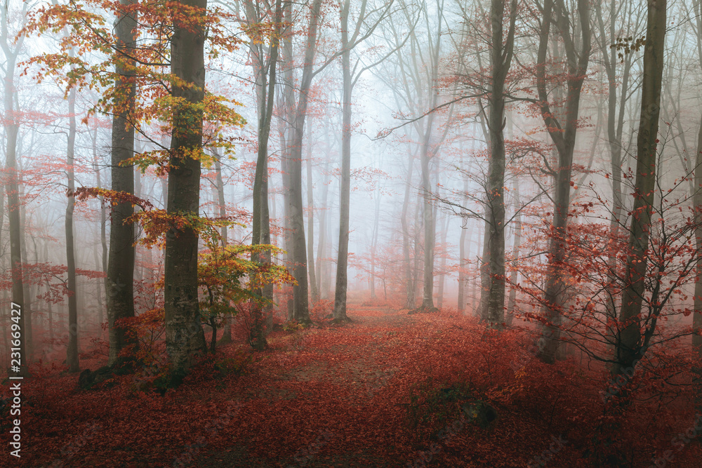 Romantic trails in foggy forest during moody autumn day