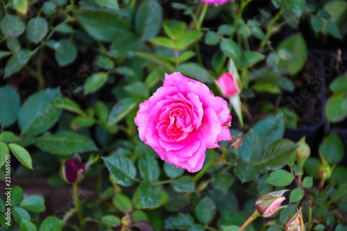 Pink Rose Background