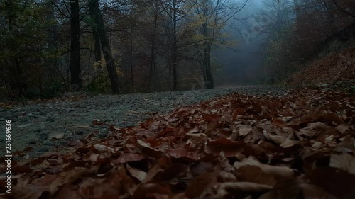 Moving close to ground over dirt road covered in red leaves in foggy forest. Dark moody atmosphere in misty autumn forest