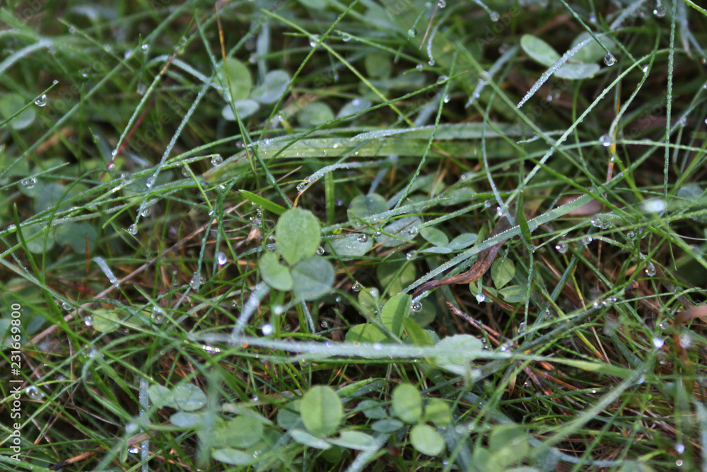 dew on the grass dew on the grass