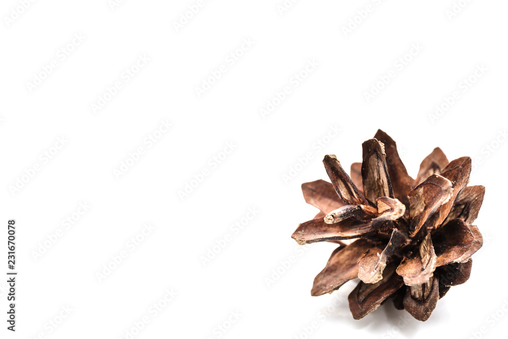brown fir cone on a white background on New Year's Eve brown fir cone on a white background on New Year's Eve