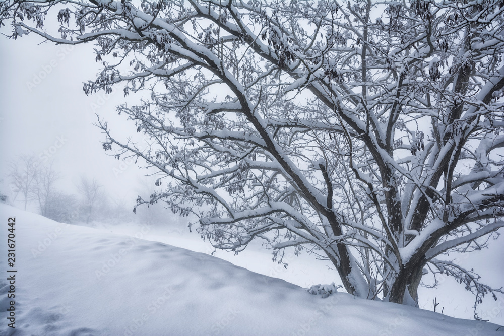 Albero e neve in paesaggio invernale collinare Albero e neve in paesaggio invernale collinare