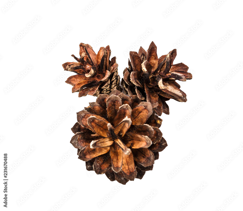 brown fir cone on a white background on New Year's Eve brown fir cone on a white background on New Year's Eve