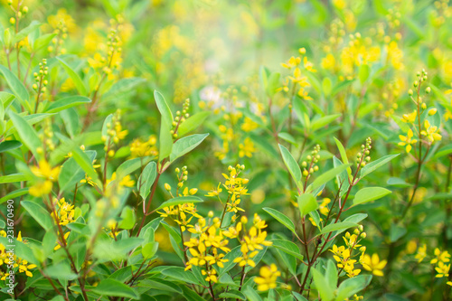field of yellow flowers