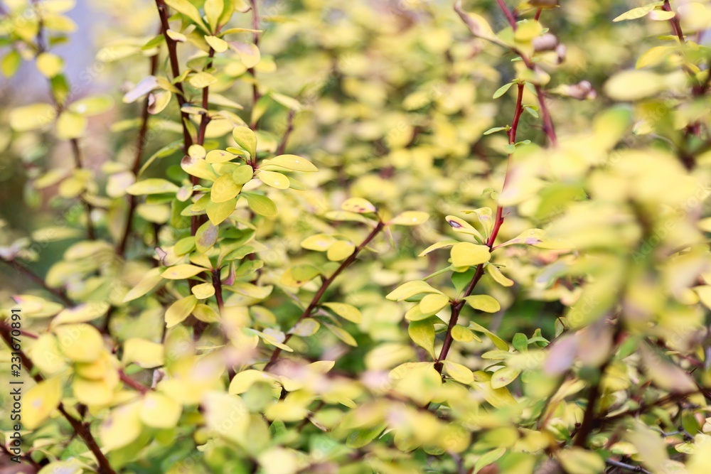 Yellow bush 