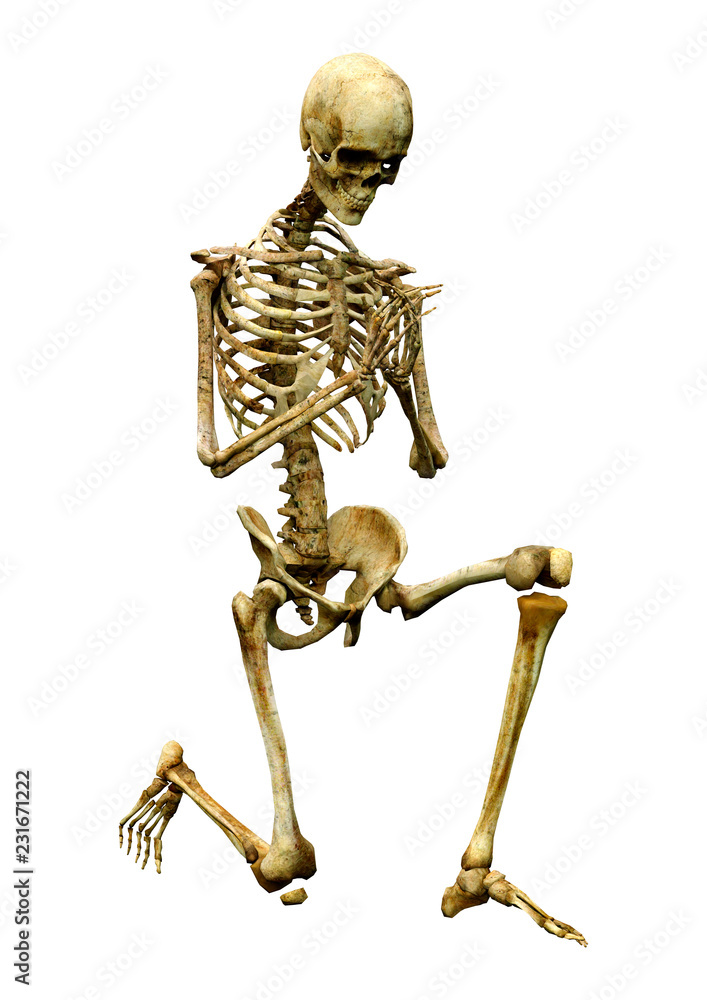 3D Rendering Human Skeleton on White 3D Rendering Human Skeleton on White