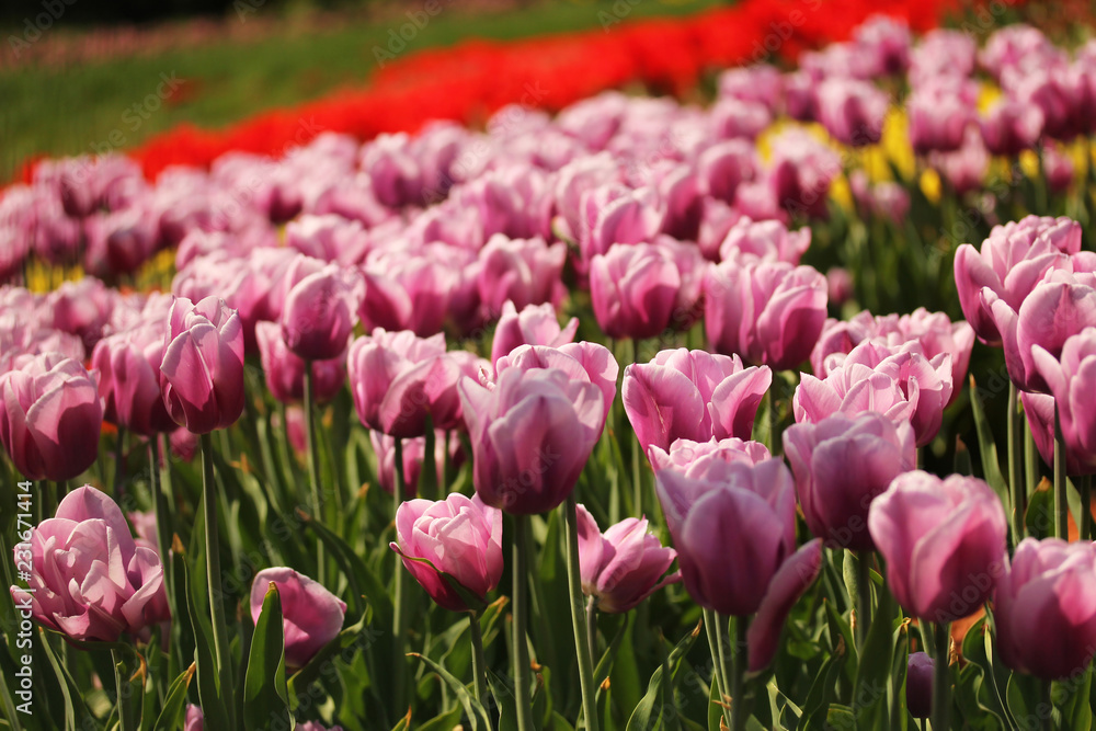 Huge fields of exciting tulips in spring Huge fields of exciting tulips in spring