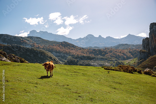 Cow on the grass in the mountains on a sunny day