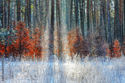 zima w lasach Warmii