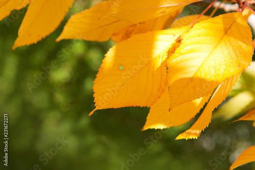Yellow autumn Cherry leaves isolated on sunny background.