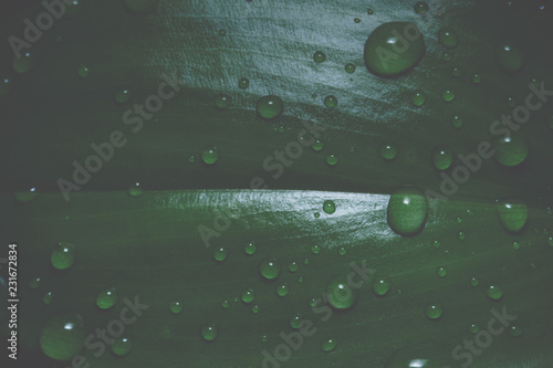 Background patterned leaves