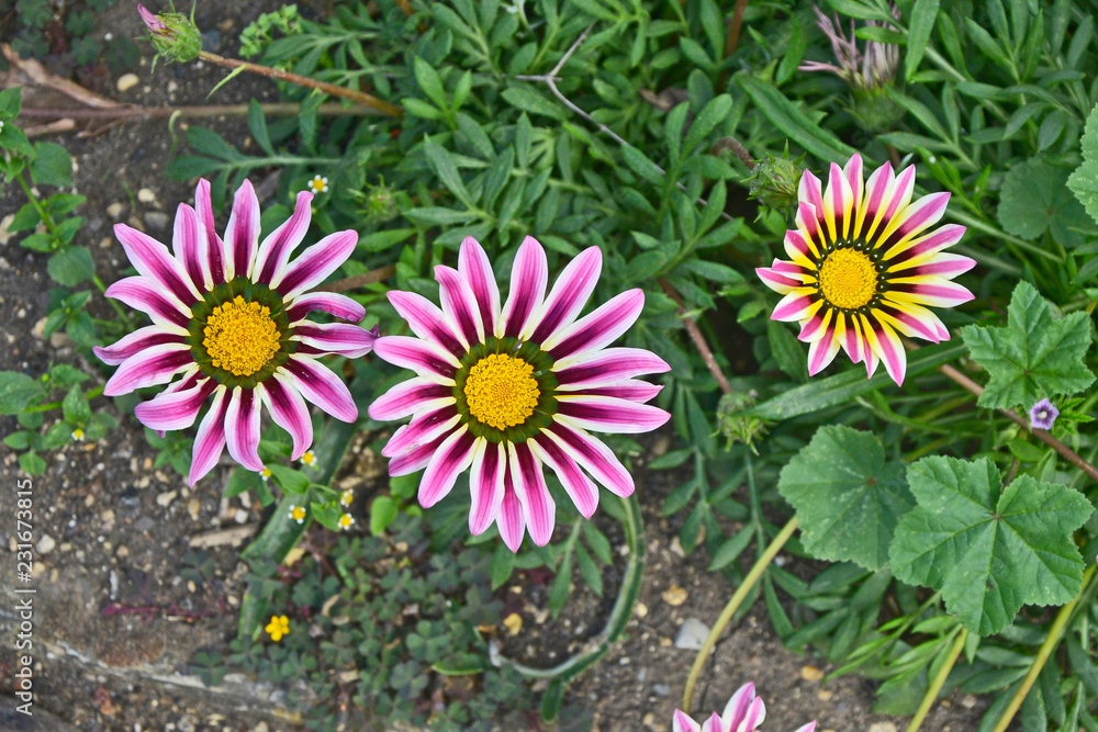 Fototapeta premium Close up of a garden flower border with colourful Purple and White Gazania splendens