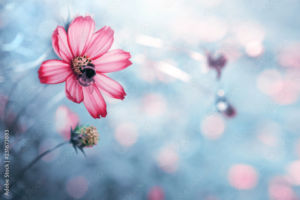 Pink cosmos flower and bee. Nature gray background.