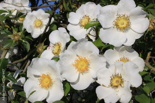 白いナニワイバラの花