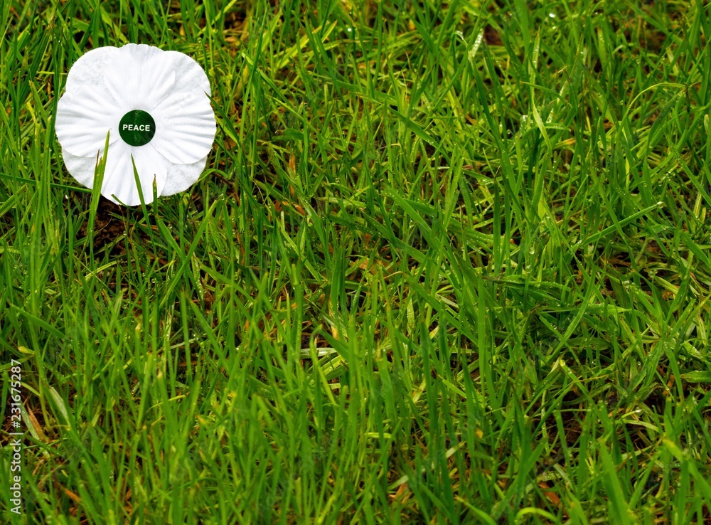 white poppies white ppppies white poppies white ppppies