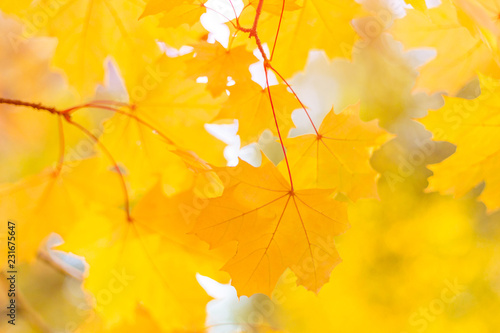 Autumn golden maple leaves on branch in sunlight