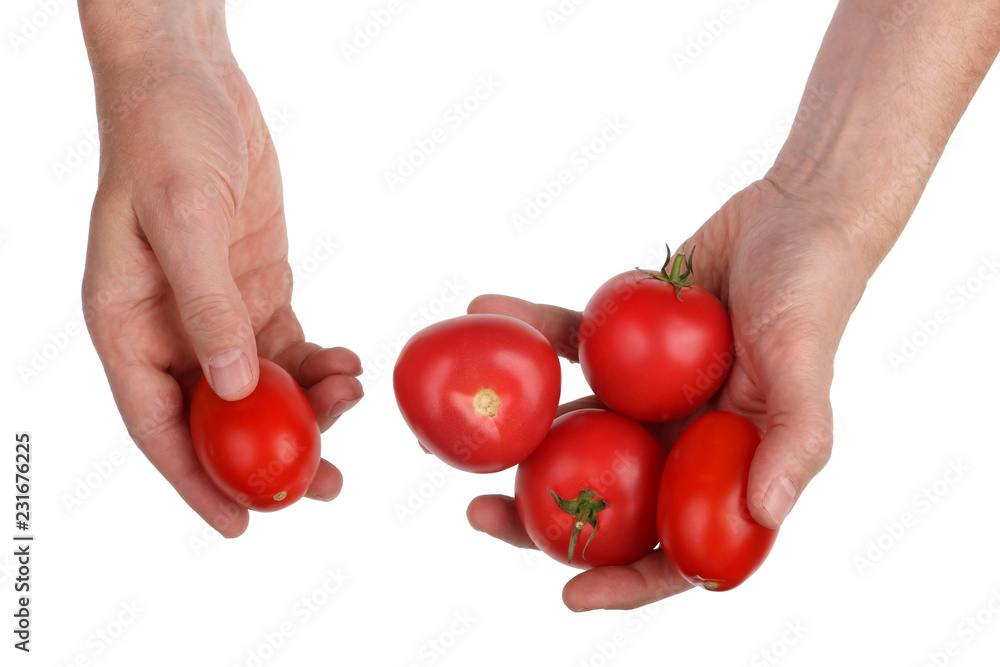 Chef man checks the quality of red sweet tomato before making pizza. Isolated Chef man checks the quality of red sweet tomato before making pizza. Isolated