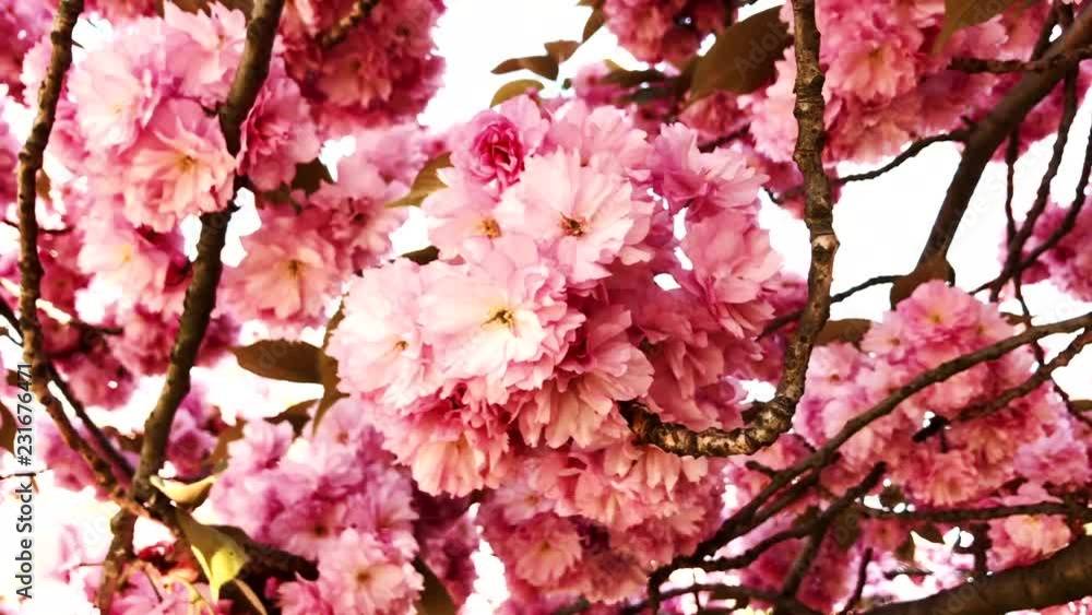 Pink cherry blossom tree closeup on a spring day Stock Video | Adobe Stock