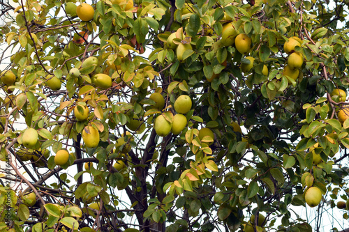 Ripe green apples hanging on a branch.