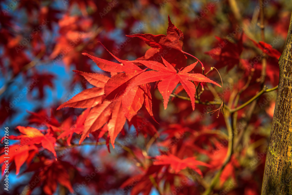 In autumn, nature paints the leaves colorfully and enchants us with so many colors. Concept: recreation or autumn In autumn, nature paints the leaves colorfully and enchants us with so many colors. Concept: recreation or autumn
