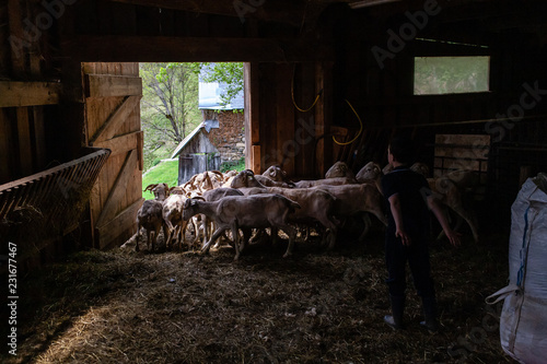 Photos Brebis poussée hors de la bergerie par un jeune garçon, Pyrénées, France