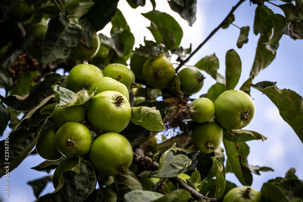 Young, green Apples on a Tree