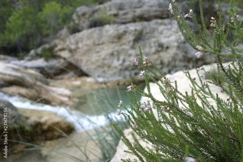 Campanilla cerca del rio