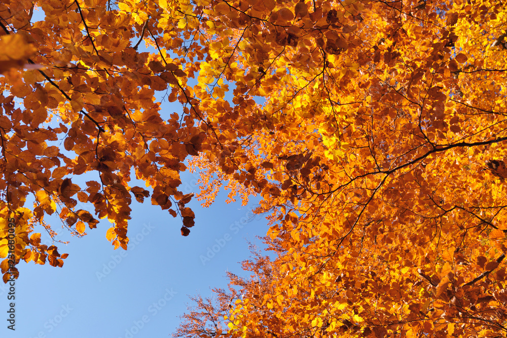 Autumn beech leaves over blue sky background