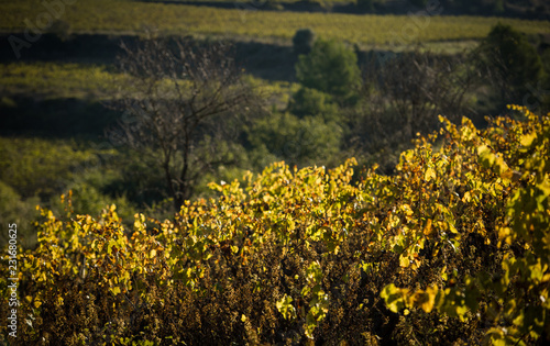 Autumn vineyards leaves