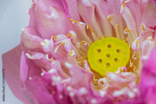 macro of a lotus flower