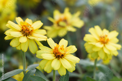 yellow flowers in garden
