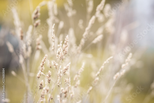 Grass on the field. Selective focus. Shallow depth of field. © maxandrew