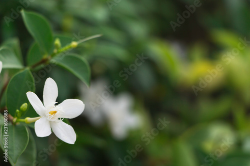 white flower in the garden
