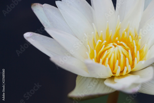 white lotus flower