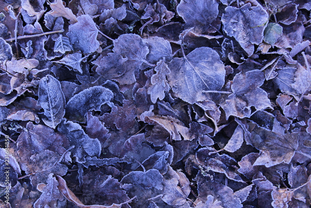 frost  leaves texture  frozen foliage