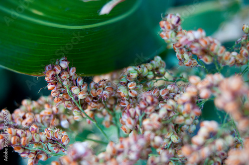 Sorghum Closeup of Grain Head and Leaf