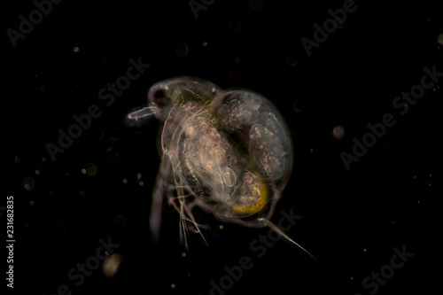 The Cladocera are an order of small crustaceans commonly called water fleas on the slide under microscope.