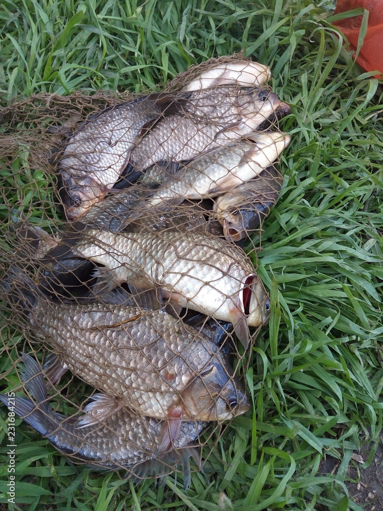 Obraz premium fish in the net