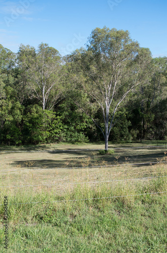 Australian bushland and rural backyard