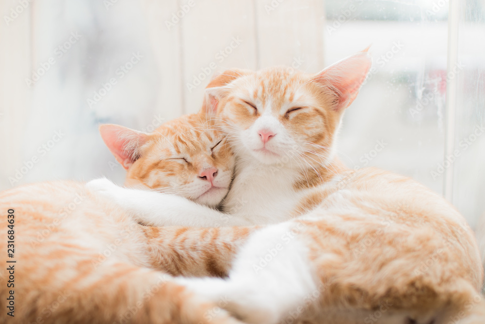 two cute sleeping cat cuddling together