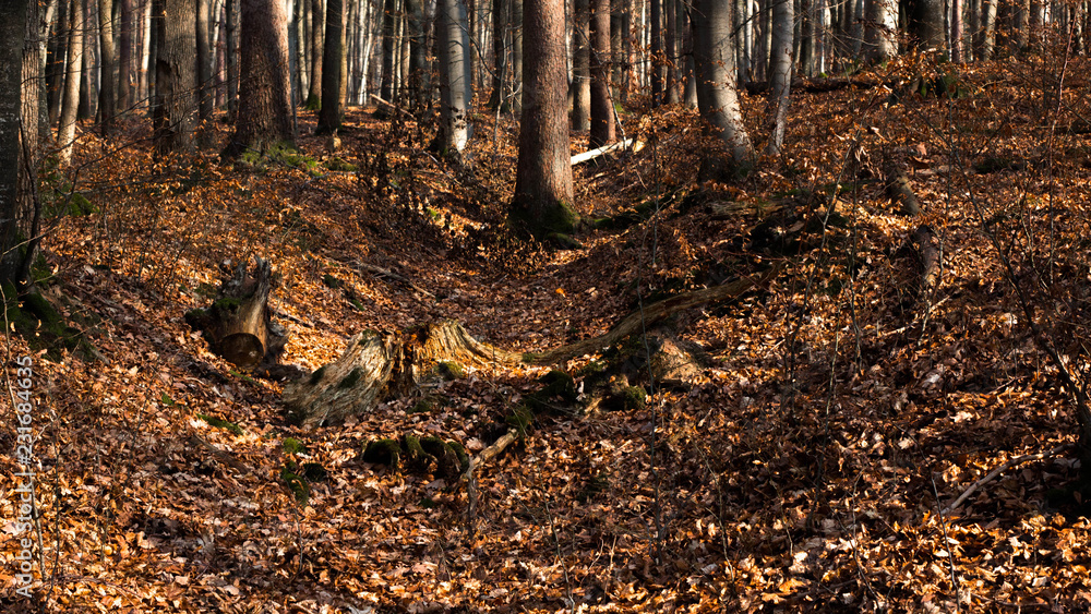 Obraz premium Herbstwald