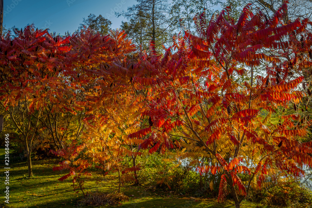 Autumn colorful red and yellow rowan tree in the green grass near Hamry nad Sazavou, Czech Republic Autumn colorful red and yellow rowan tree in the green grass near Hamry nad Sazavou, Czech Republic