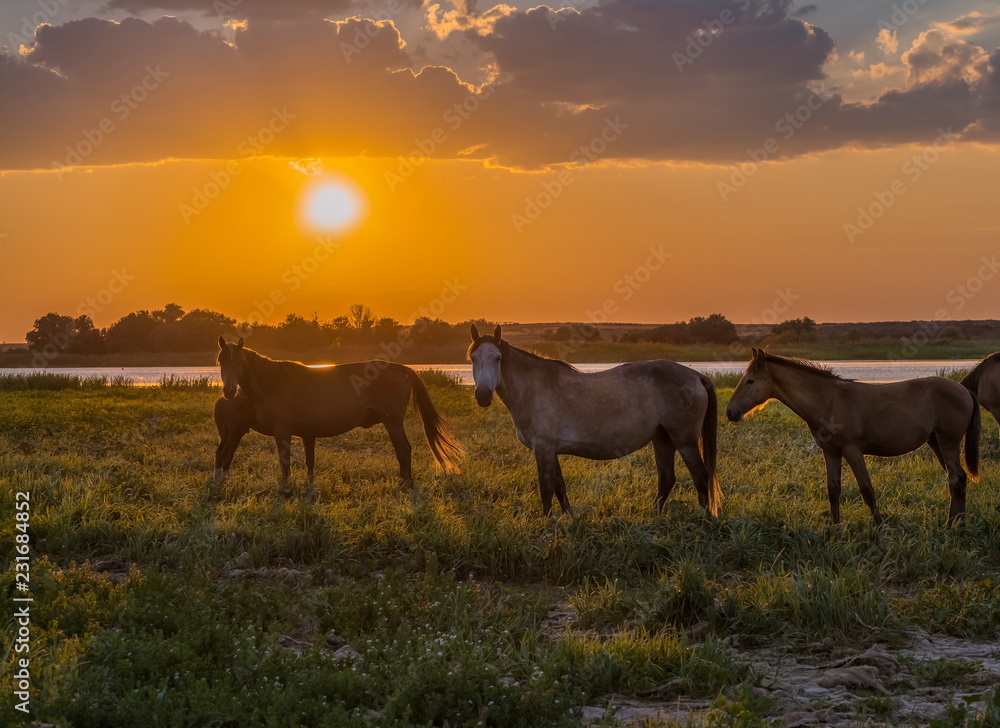 Horses in the meadow on the background of the sunset. Domestic animals graze in flood plains, on the river bank. Against the backdrop of the sunset. Horses in the meadow on the background of the sunset. Domestic animals graze in flood plains, on the river bank. Against the backdrop of the sunset.