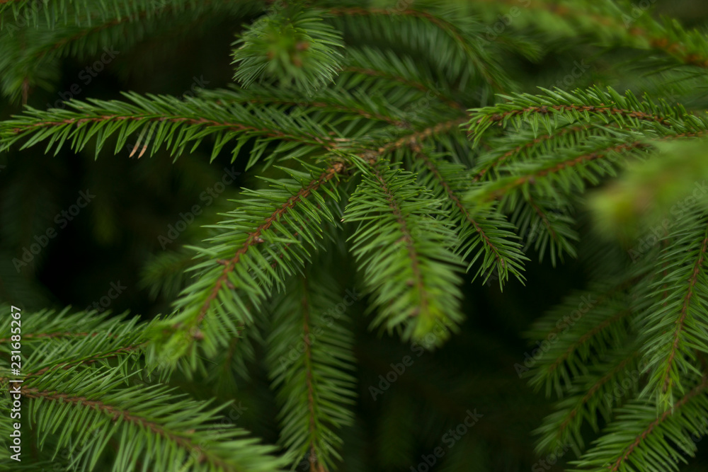 Tree Tree