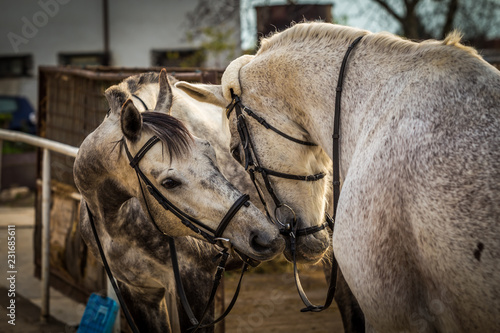 Fotografía Two white horses playing in the stables