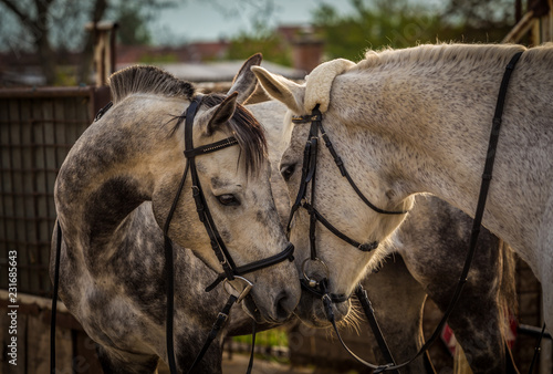Cuadro en lienzo Two white horses playing in the stables