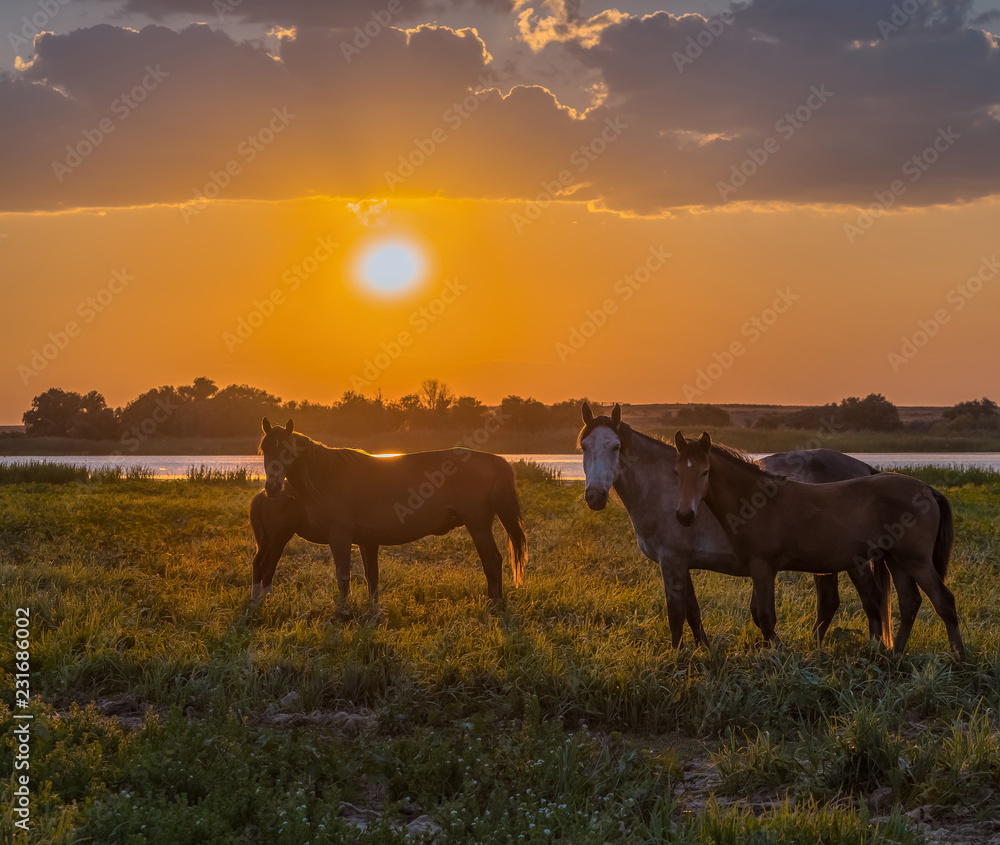 Horses in the meadow on the background of the sunset. Domestic animals graze in flood plains, on the river bank. Against the backdrop of the sunset. Horses in the meadow on the background of the sunset. Domestic animals graze in flood plains, on the river bank. Against the backdrop of the sunset.