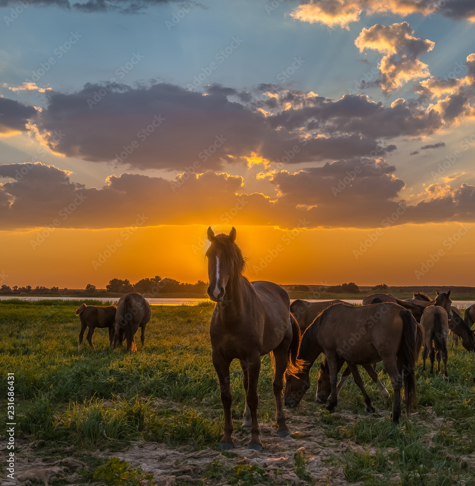 Horses in the meadow on the background of the sunset. Domestic animals graze in flood plains, on the river bank. Against the backdrop of the sunset. Horses in the meadow on the background of the sunset. Domestic animals graze in flood plains, on the river bank. Against the backdrop of the sunset.